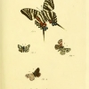 papilio alceae plate